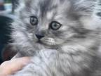 New Litter Tonya