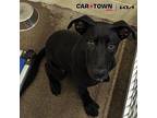 Mad Max Labrador Retriever Puppy Female