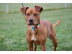 Penny Boxer Young Male