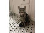 Dulci Domestic Shorthair Young Female