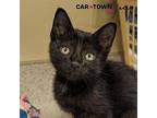 Miny Domestic Shorthair Kitten Male