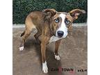 Flower Basenji Young Female
