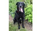 Austin Bowwowers Labrador Retriever Adult Male