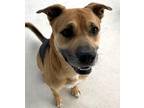 Wells American Pit Bull Terrier Adult Male