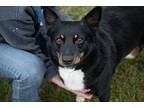 Mia Texas Heeler Adult Female
