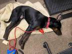 Dean Mixed Breed (Medium) Young Male