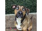 Axel German Shepherd Dog Adult Male