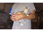 Gina Domestic Shorthair Kitten Female