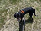 Priscilla Hound (Unknown Type) Young Female