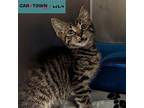 Pear Domestic Shorthair Kitten Male