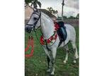 paso fino for sale