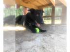 German Shepherd Dog Mix DOG FOR ADOPTION RGADN-1087975 - Ace - German Shepherd