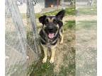 German Shepherd Dog DOG FOR ADOPTION RGADN-1090031 - Walker - German Shepherd