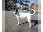 Rat Terrier DOG FOR ADOPTION RGADN-1090872 - Jax (WA) - Rat Terrier (short coat)