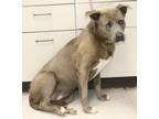 Adopt Angel a Staffordshire Bull Terrier