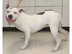 Adopt Girlie a Pit Bull Terrier