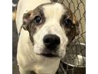 Adopt Rosie a Collie