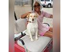 Adopt Buffy a Cattle Dog, Labrador Retriever