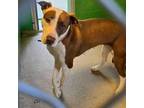 Adopt Roxy a Pit Bull Terrier