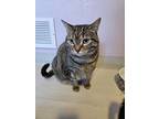 Adopt Elsa a Domestic Short Hair