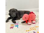 Adopt Chambord a Mastiff