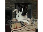Adopt Thackery a Tricolor (Tan/Brown & Black & White) Akita / Foxhound / Mixed