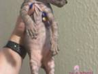 Salem The Sphynx