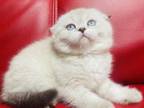 Bear Scottish Fold Male