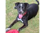 Adopt Oreo a Hound