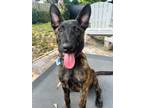 Adopt Plum a Dutch Shepherd