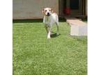 Adopt Patty a Great Pyrenees, Mixed Breed