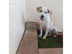 Adopt Lucy a Great Pyrenees, Mixed Breed