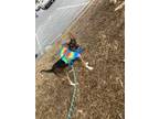 Adopt Sally a Terrier, Jack Russell Terrier