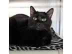 Adopt Lily a Domestic Short Hair