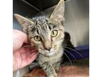 Adopt Kimberly a Domestic Short Hair