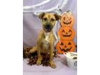 Adopt Henrietta a Black Mouth Cur, Mixed Breed