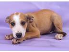 Adopt Feta a Australian Shepherd, Mixed Breed