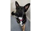 Adopt Macie a German Shepherd Dog