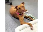 Adopt Winnie a Labrador Retriever