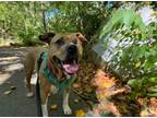 Adopt Bella a Pit Bull Terrier