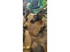 Adopt Quincy a Australian Cattle Dog / Blue Heeler