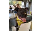 Adopt Coco (In Foster) a Boxer, Hound