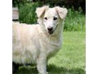 Adopt Goldie a Golden Retriever, Mixed Breed