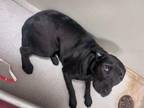 Adopt Amparo 30469 a Labrador Retriever, Mixed Breed