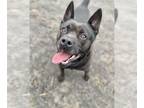 pomeranian spitz Mix DOG FOR ADOPTION RGADN-1089145 - Tyson - Spitz / Terrier /