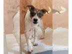 Red Heeler Mix DOG FOR ADOPTION RGADN-1089798 - GIDGET - Australian Cattle