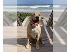 Labrador Retriever Mix DOG FOR ADOPTION RGADN-1091507 - Dodger * - Terrier /