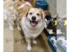 Great Pyrenees Mix DOG FOR ADOPTION RGADN-1091823 - Fluffy & Poe - Great