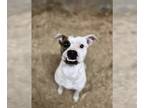 Boxer DOG FOR ADOPTION RGADN-1091824 - Poe & Fluffy - Boxer / Staffordshire Bull
