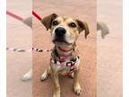 Labrador Retriever-Staffordshire Bull Terrier Mix DOG FOR ADOPTION RGADN-1091827